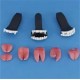 Teeth B  + $80.00 